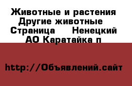 Животные и растения Другие животные - Страница 3 . Ненецкий АО,Каратайка п.